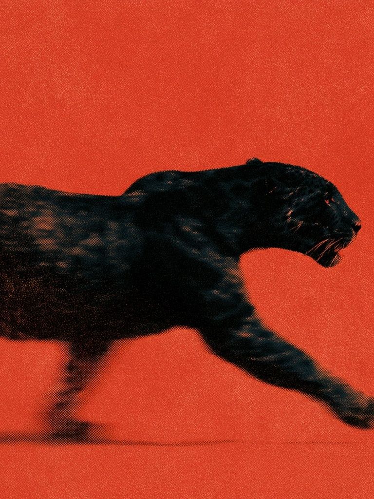 Black Panther Motion Photography Poster. poster — animals art