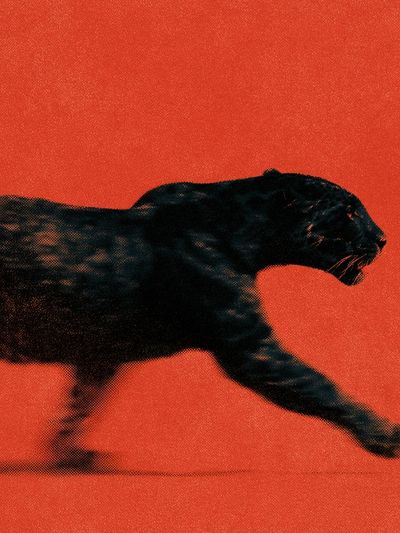 Black Panther Motion Photography Poster.