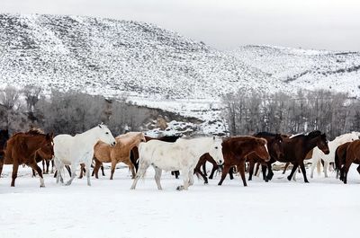 Wild Horses in Snow Landscape Poster. poster print