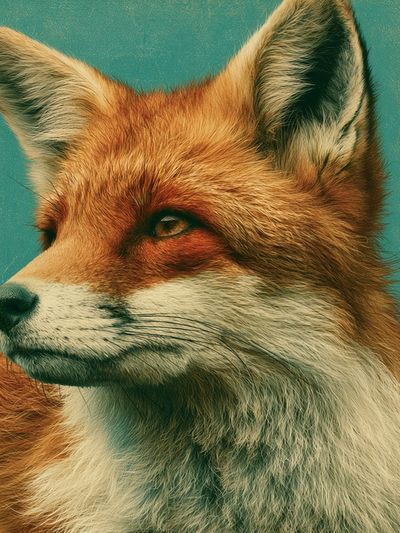 Red Fox Portrait Poster. poster