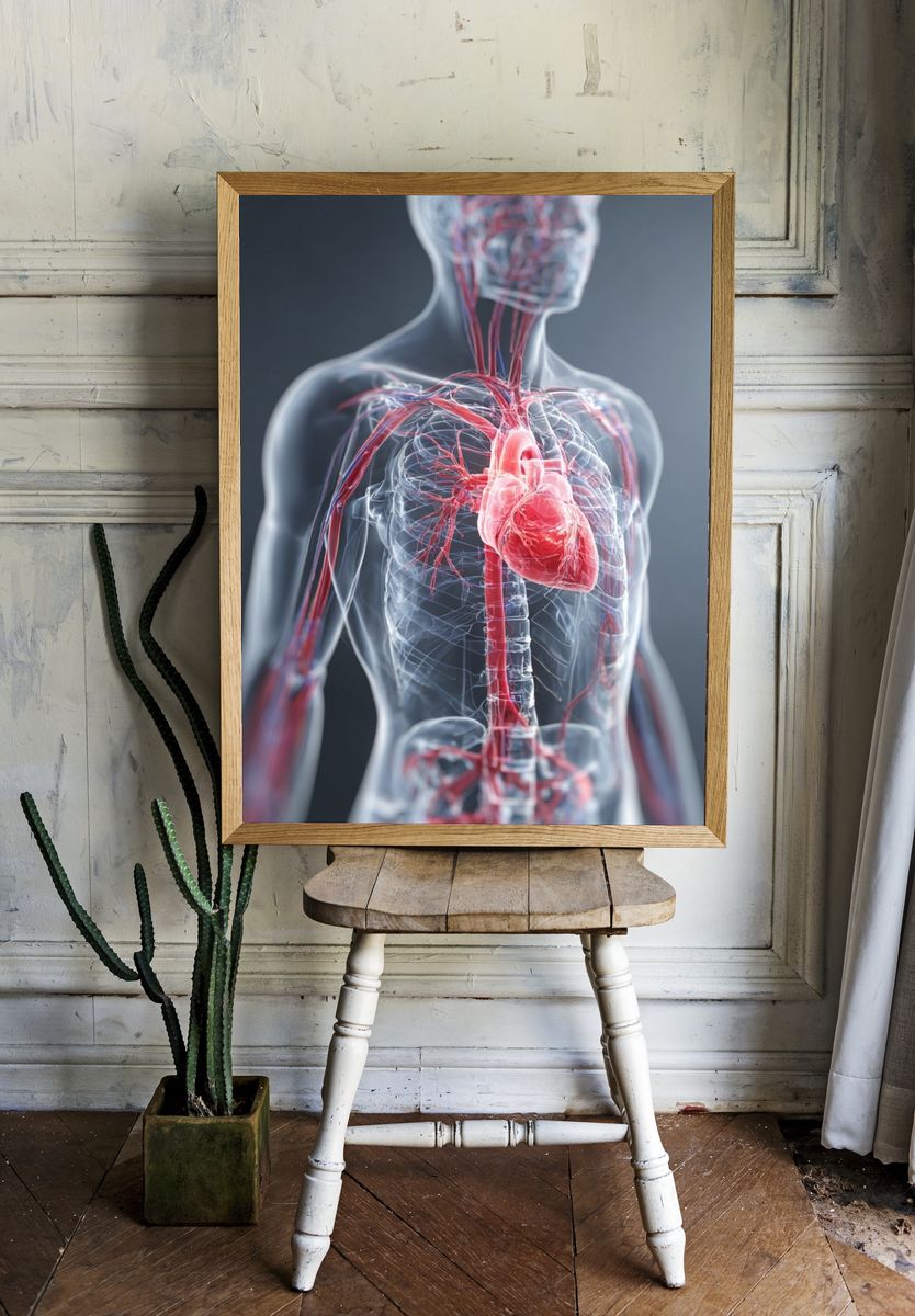 Human Anatomy Heart and Vascular System Poster. — room view 1