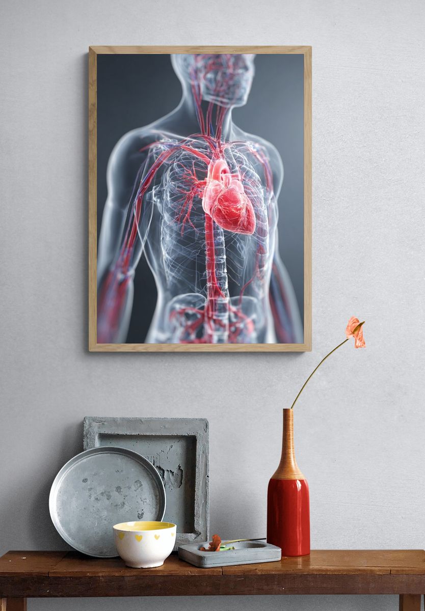 Human Anatomy Heart and Vascular System Poster. — room view 3