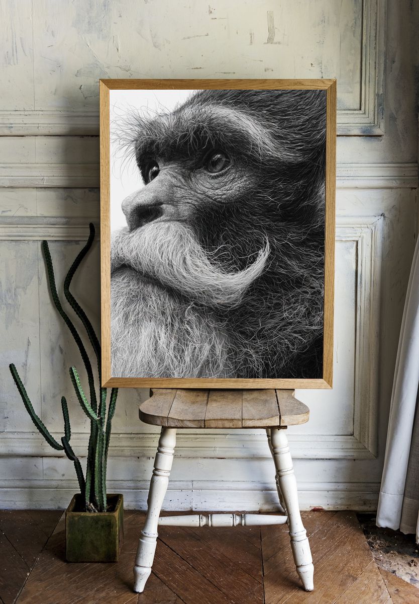 Bearded Monkey Portrait Print. room preview