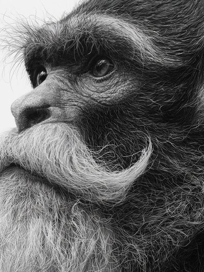 Bearded Monkey Portrait Print.