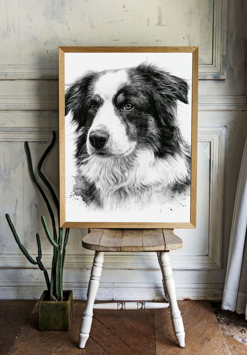 Border Collie Portrait Print. room preview