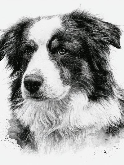 Border Collie Portrait Print. poster