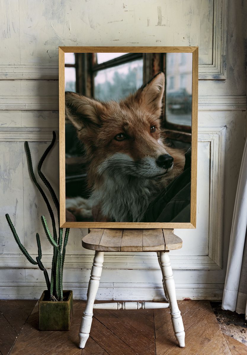 Red Fox Portrait Photography Poster. room preview