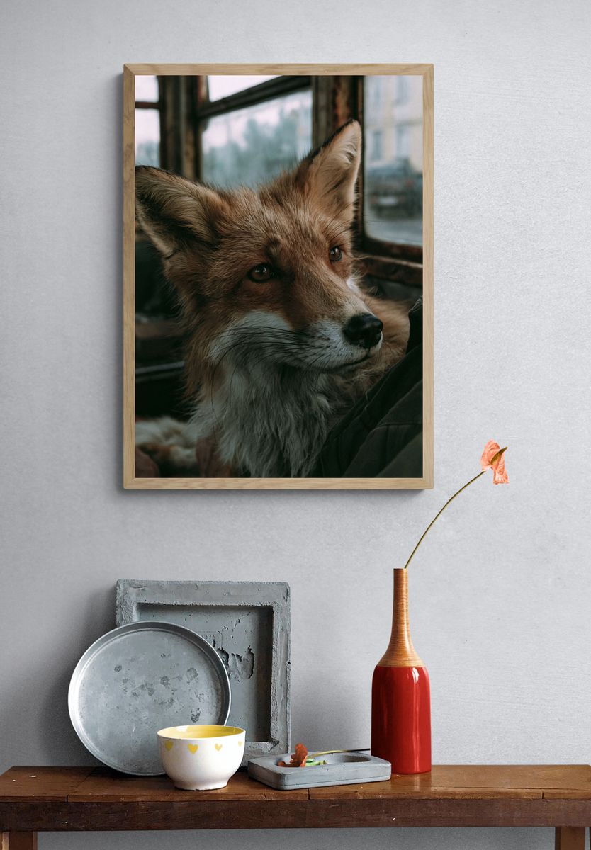 Red Fox Portrait Photography Poster. — room view 3