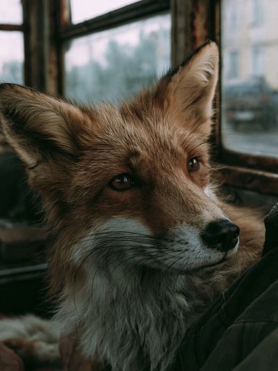 Red Fox Portrait Photography Poster.