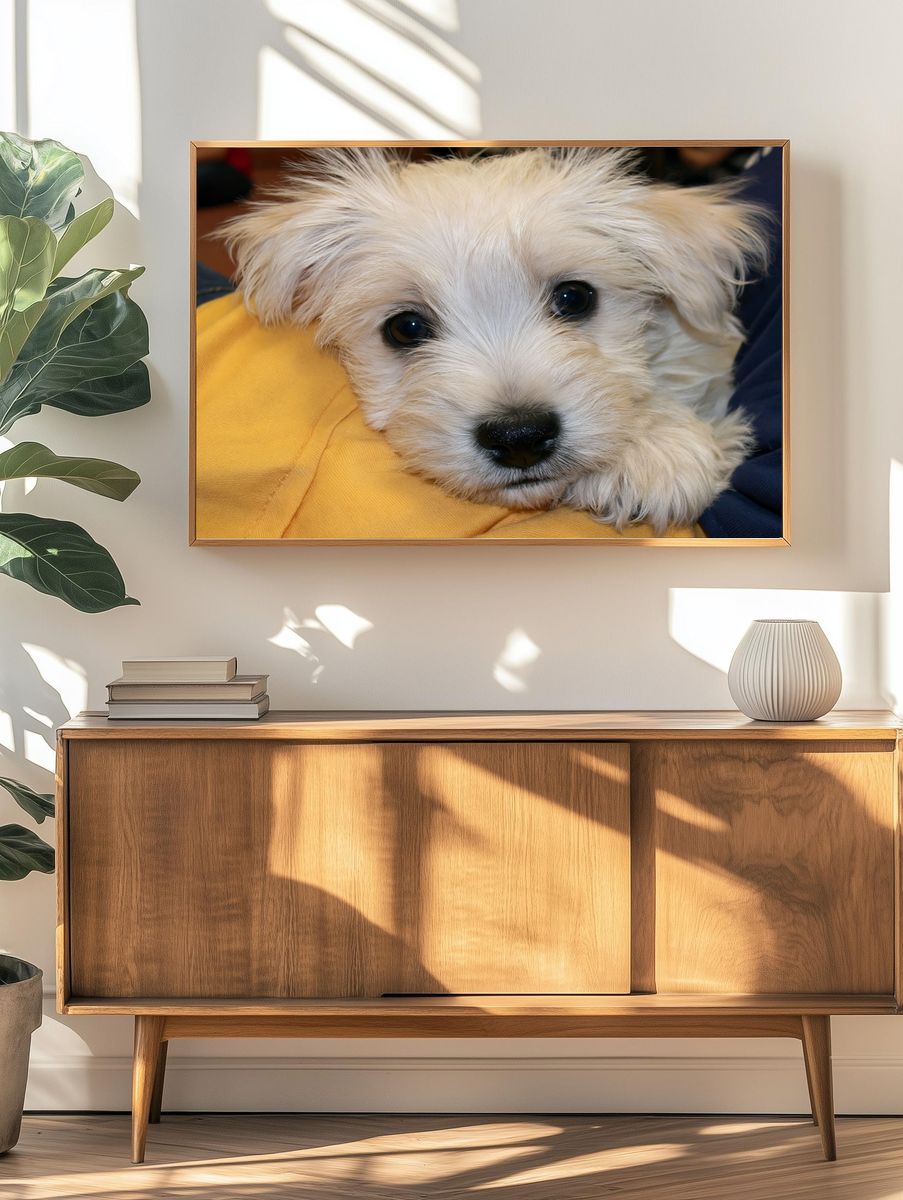 White Puppy Close-Up Photography Poster. — room view 3