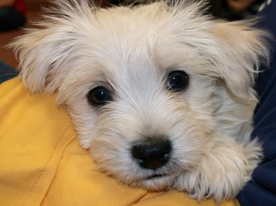 White Puppy Close-Up Photography Poster.