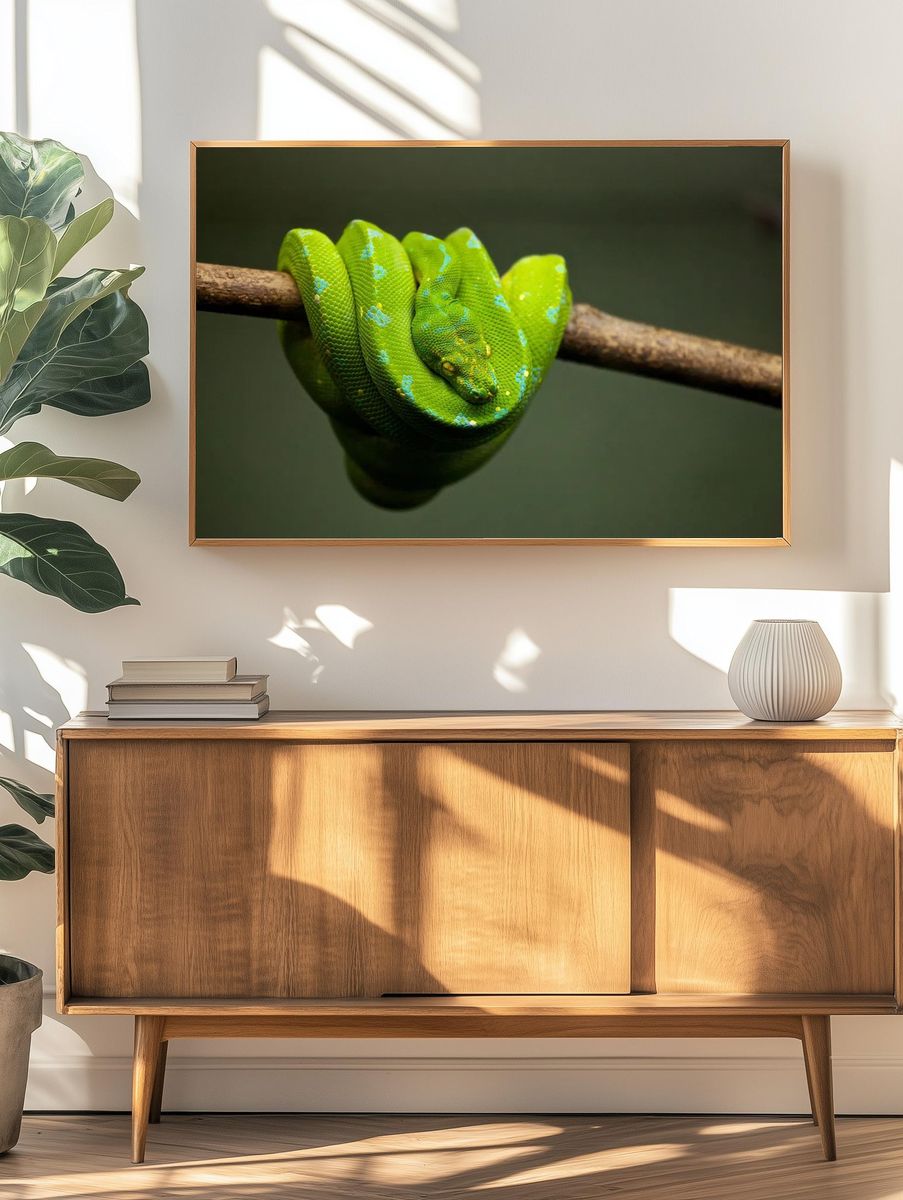 Green Python on Branch — Animal Photography Print. — room view 3
