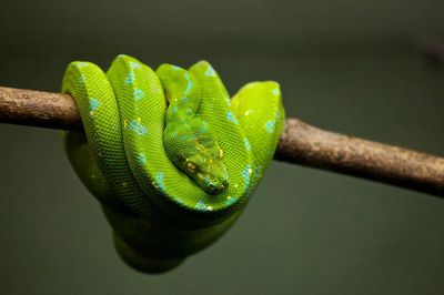 Green Python on Branch — Animal Photography Print. poster print