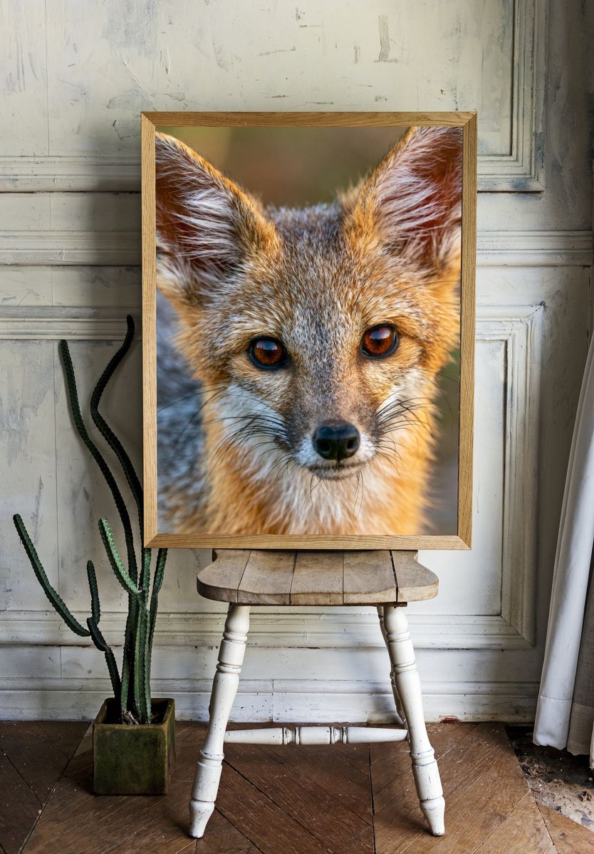Red Fox Portrait Photography Poster. room preview