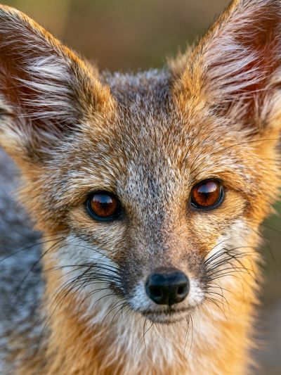 Red Fox Portrait Photography Poster.