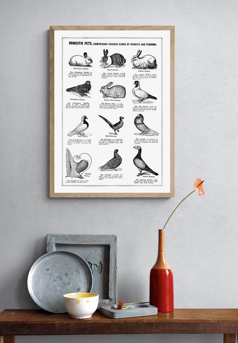 Domestic pet poster. — room view 3