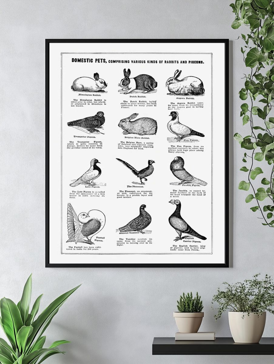 Domestic pet poster. — room view 4