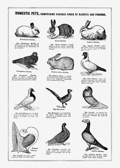 Domestic pet poster. poster