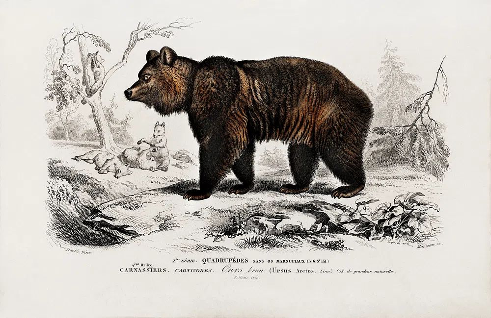 Brown Bear (Ursus Arctos) illustrated. poster — animals art