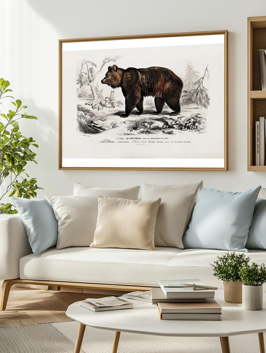 Brown Bear (Ursus Arctos) illustrated. — room view 2