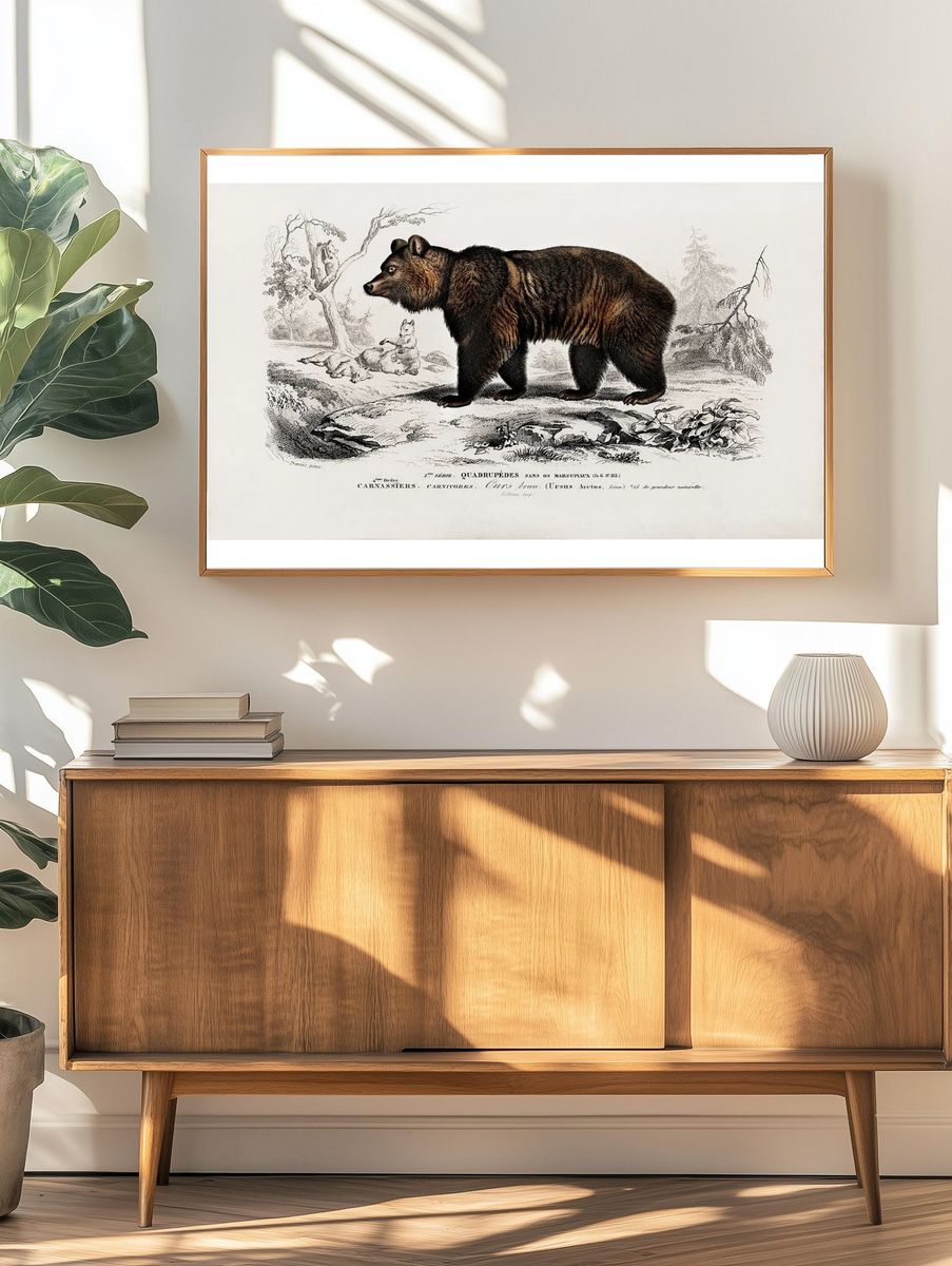 Brown Bear (Ursus Arctos) illustrated. — room view 3