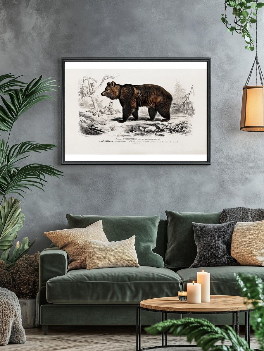 Brown Bear (Ursus Arctos) illustrated. — room view 4