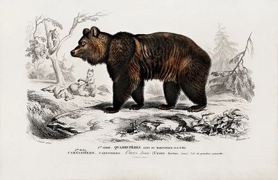 Brown Bear (Ursus Arctos) illustrated. poster