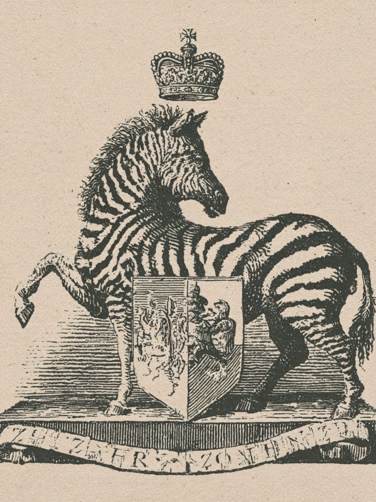 Crowned Zebra Vintage Print. poster detail