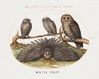 Four Owls (1575-1580) painting high.