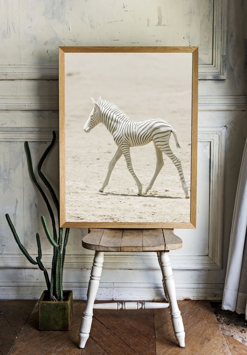 White Zebra Foal Photography Poster. room preview