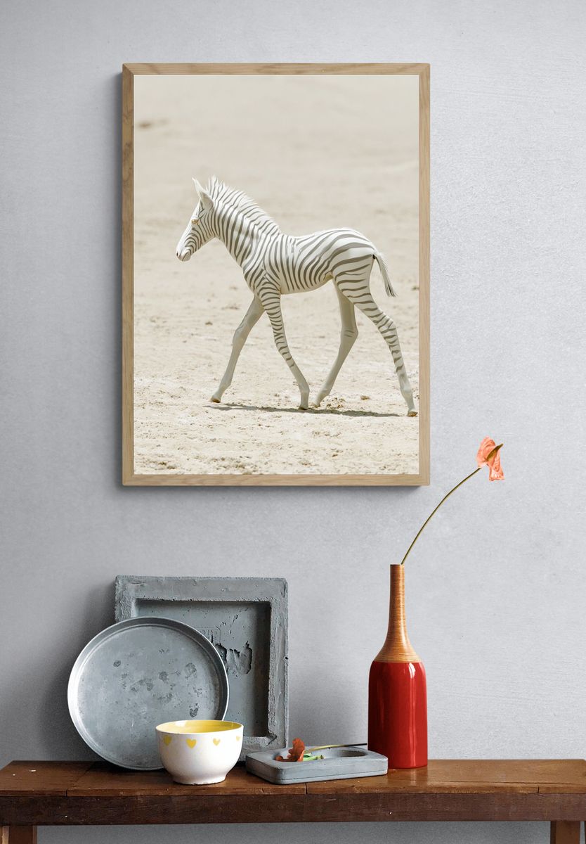 White Zebra Foal Photography Poster. — room view 3