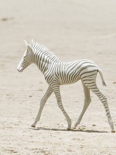 White Zebra Foal Photography Poster. poster