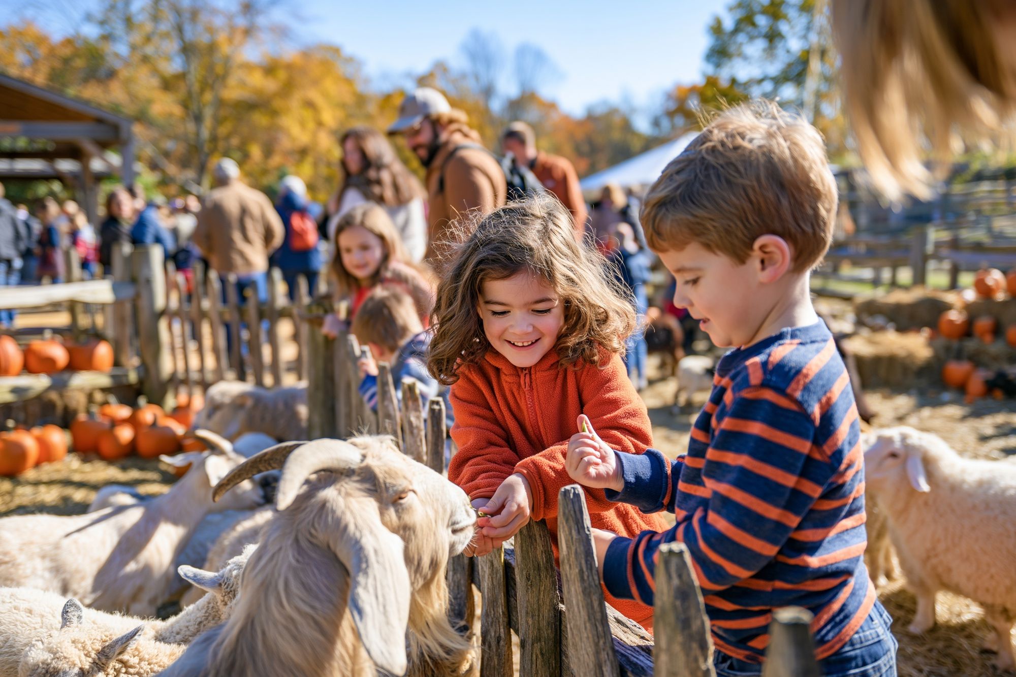 Autumn Pumpkin Patch Photography Poster. poster detail