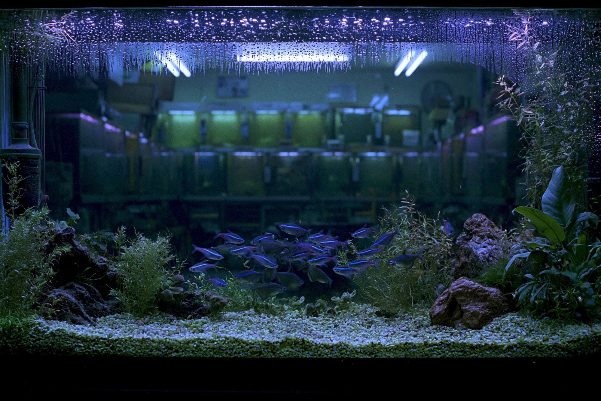Aquarium Nightscape Photography Poster. poster — photography art