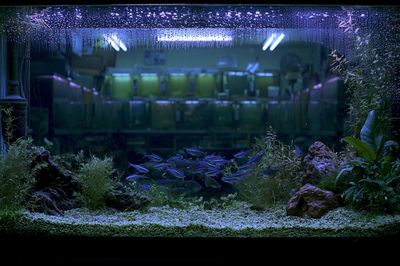 Aquarium Nightscape Photography Poster.