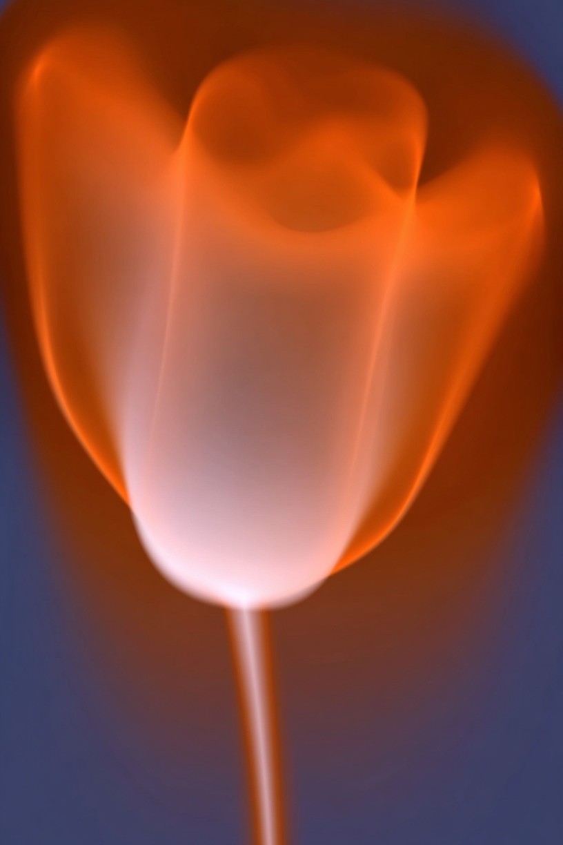 Abstract Rose — Fine Art Print. poster detail