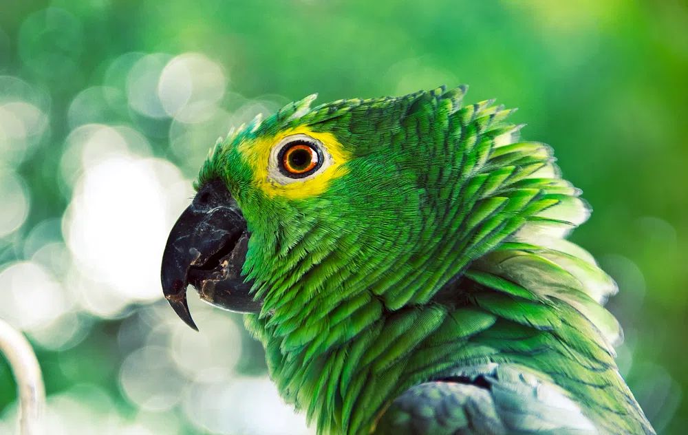 Vibrant Green Parrot Portrait Poster. poster detail