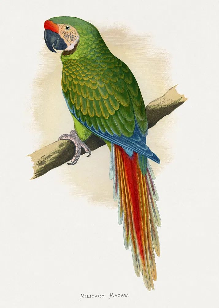 Military Macaw — Vintage Print. poster — animals art