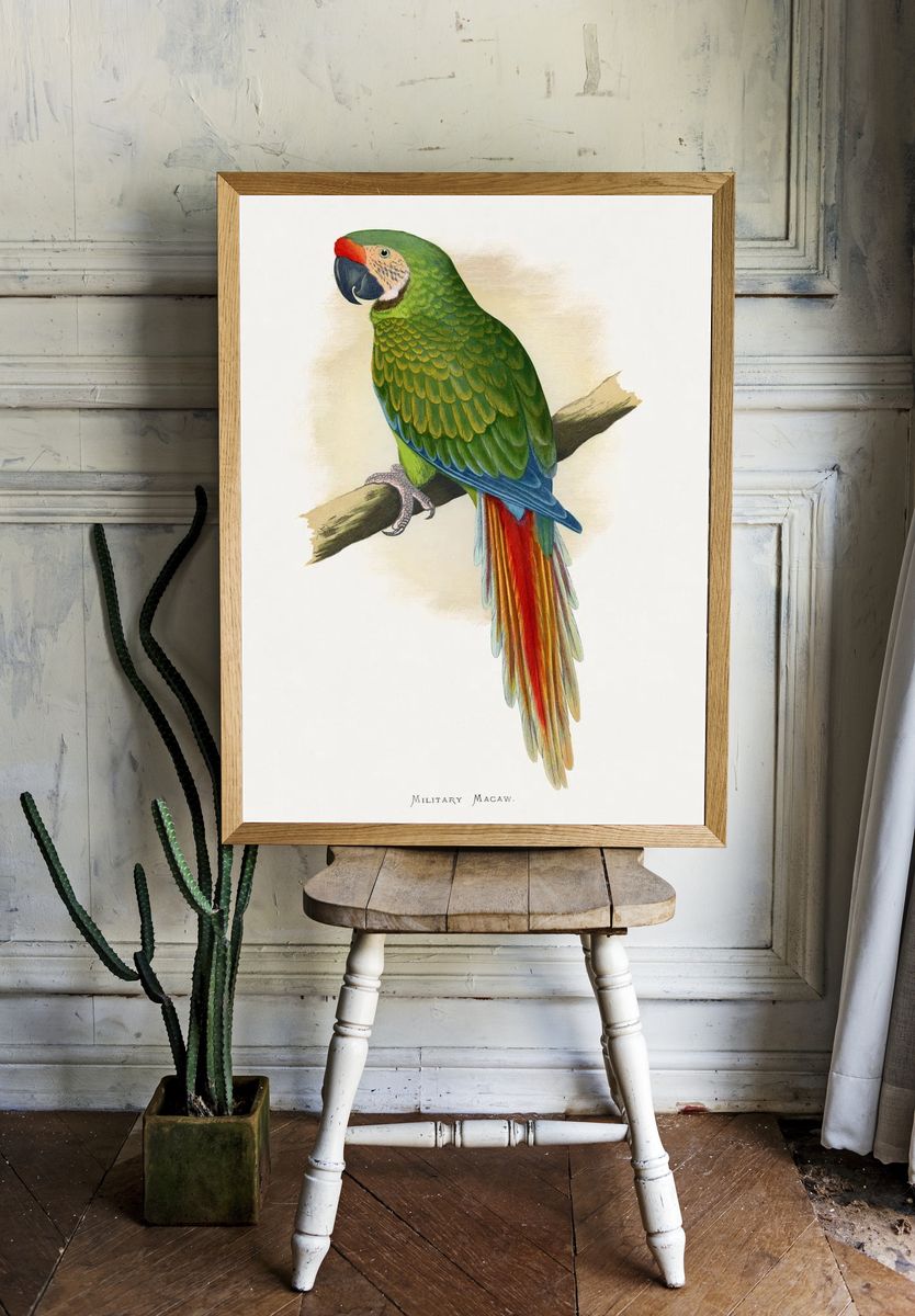 Military Macaw — Vintage Print. — room view 1