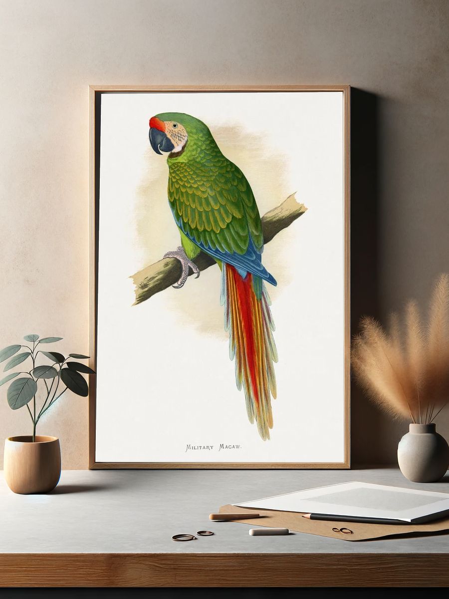 Military Macaw — Vintage Print. — room view 2