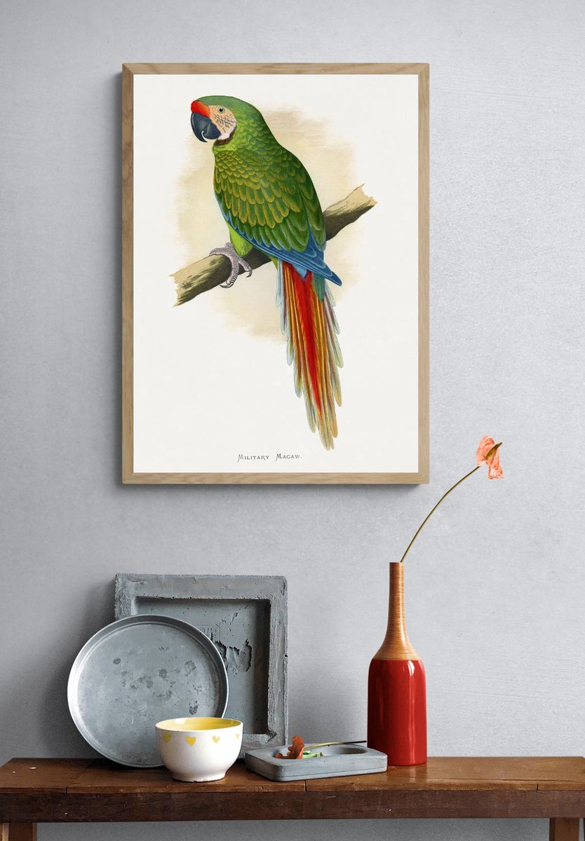 Military Macaw — Vintage Print. — room view 3