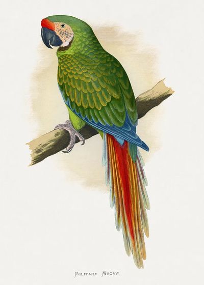 Military Macaw — Vintage Print. poster print