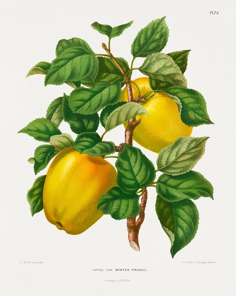 Winter Princess Apple Botanical Print. poster — botanical art