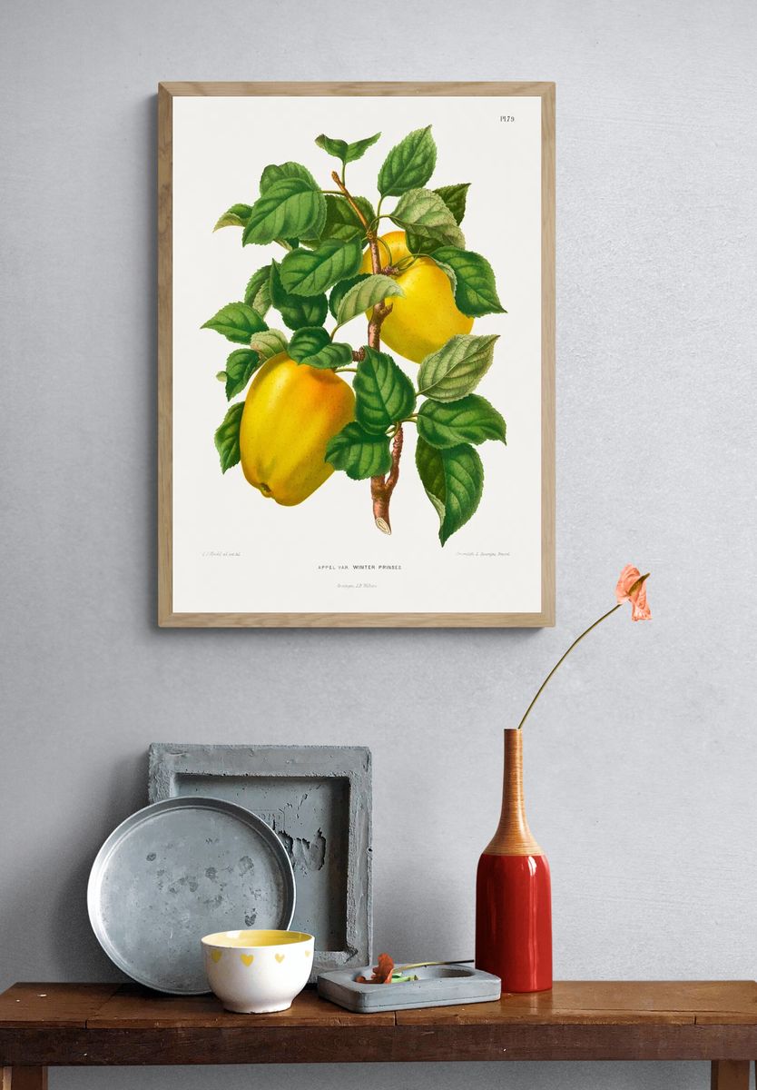 Winter Princess Apple Botanical Print. — room view 3