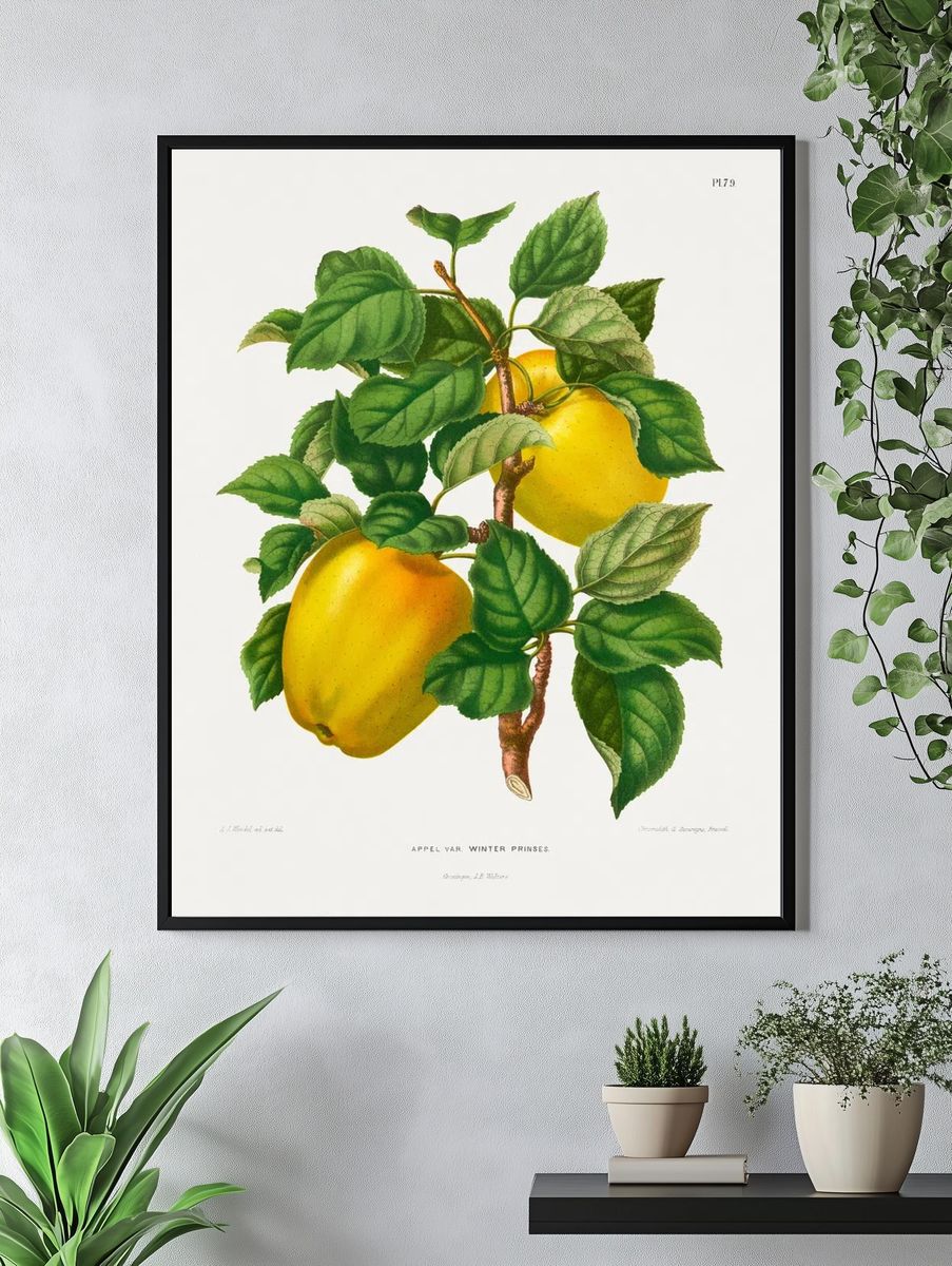 Winter Princess Apple Botanical Print. — room view 4