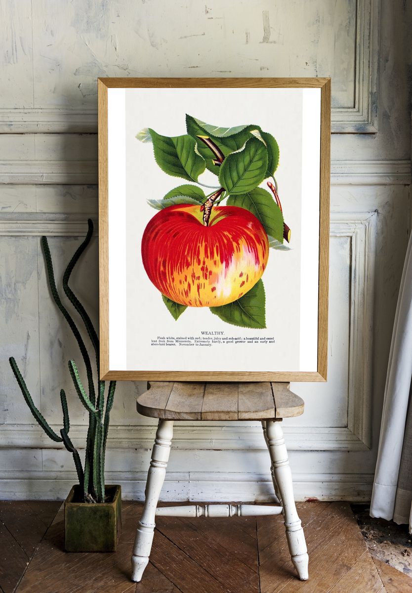 Wealthy Apple Botanical Print. — room view 1