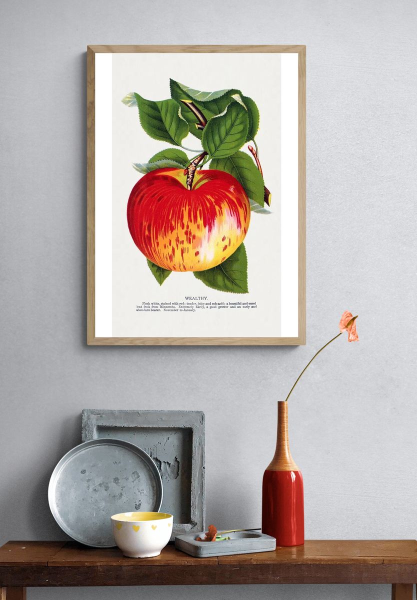 Wealthy Apple Botanical Print. — room view 3
