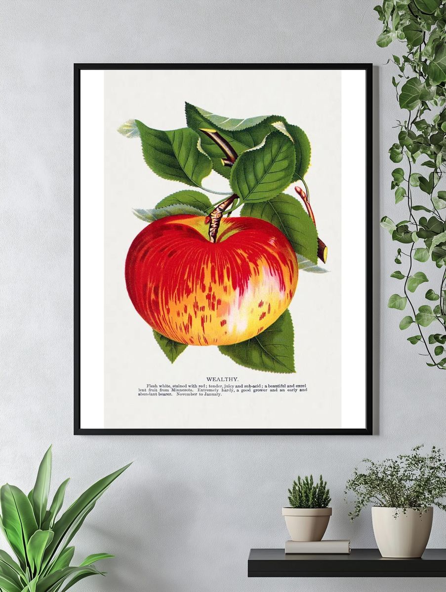 Wealthy Apple Botanical Print. — room view 4