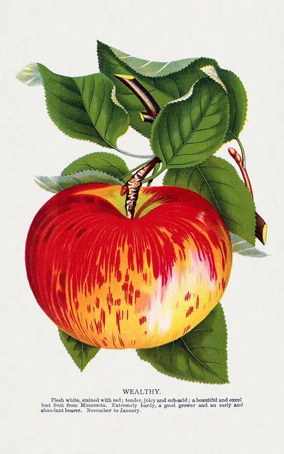 Wealthy Apple Botanical Print. poster print