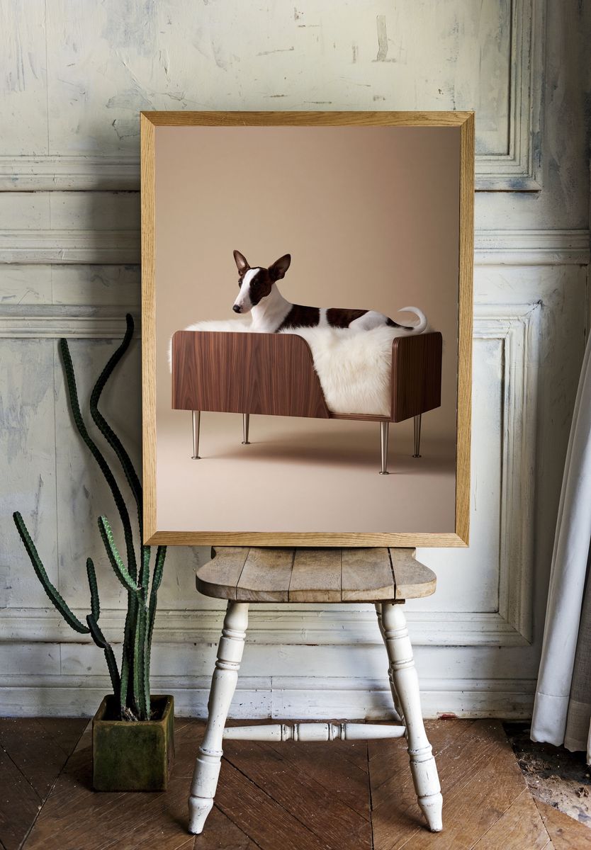 Basenji in Modern Chair Poster. room preview